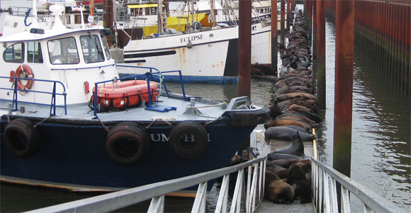 sea lions