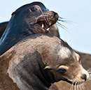 sea lion