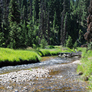 habitat