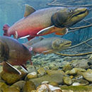 bull trout