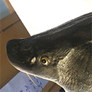 sturgeon