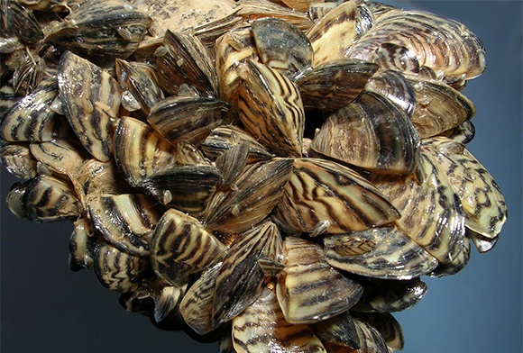 mussels