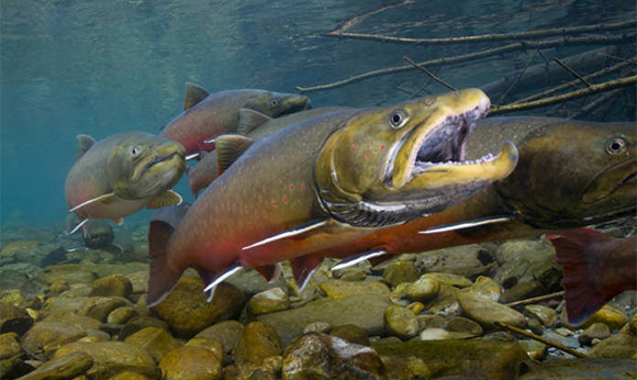 fish
