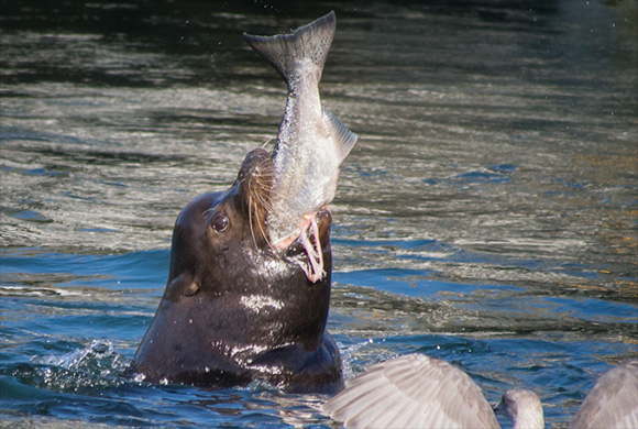 sea lion