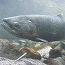 chinook