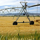 irrigation