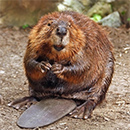 beaver