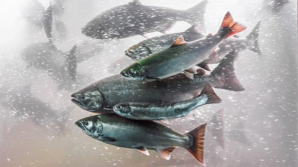 fish