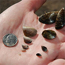 mussels