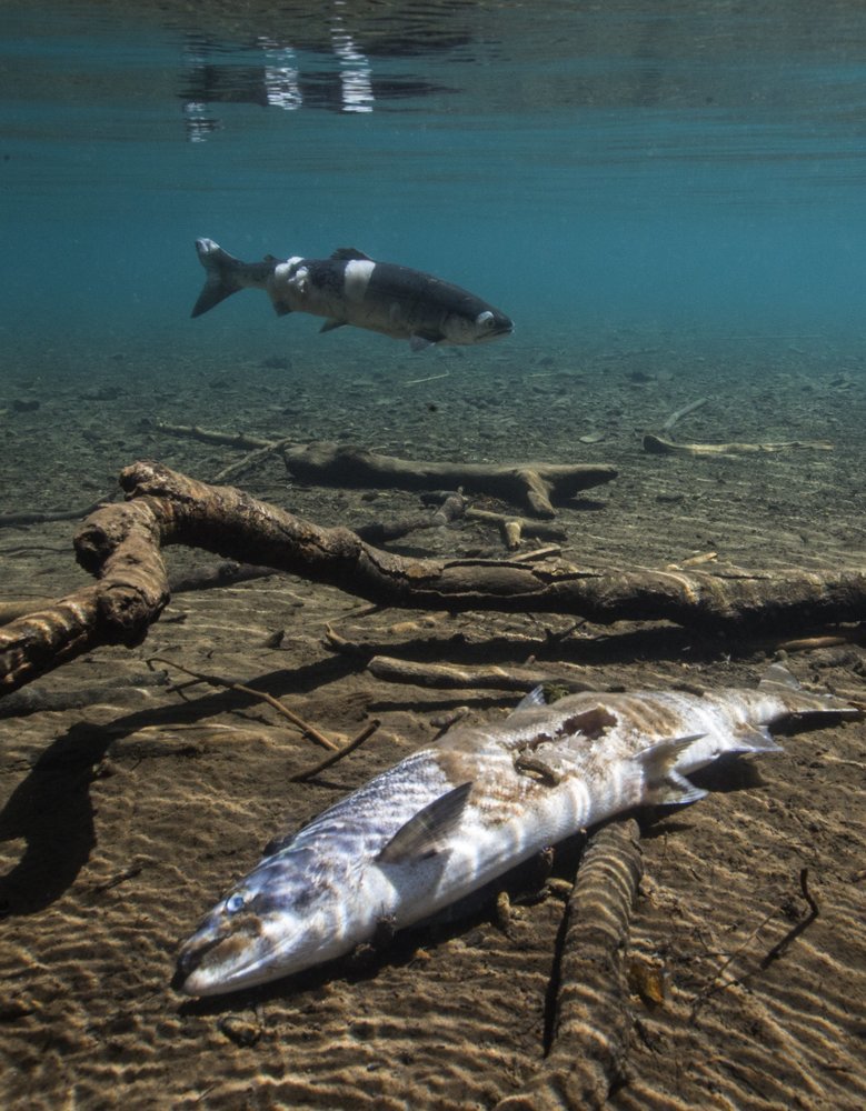 Warm Water Blamed for Huge Columbia River Sockeye Die-off