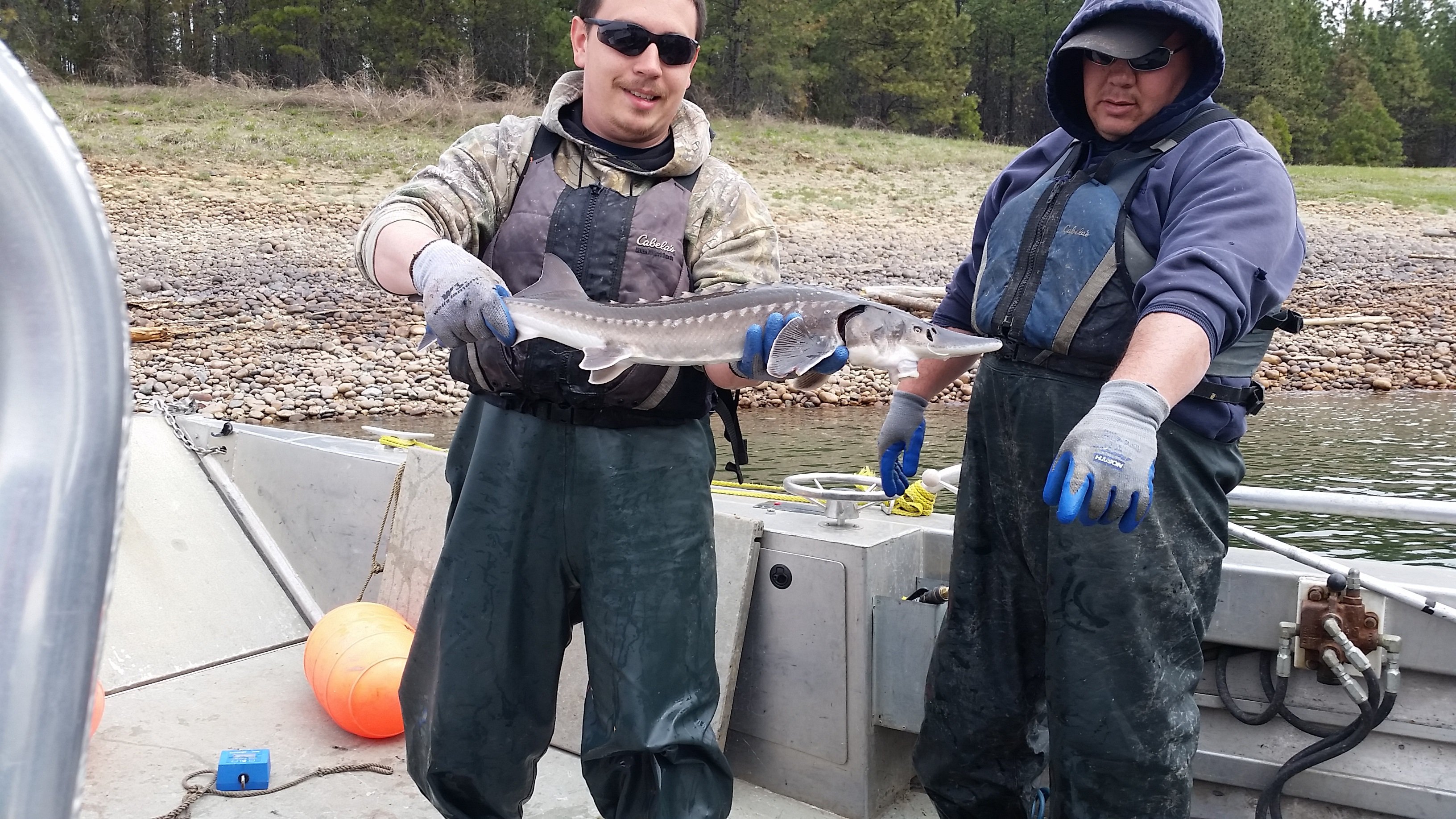 Studying Sturgeon