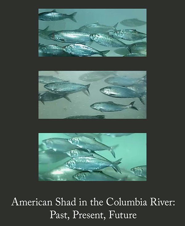 American Shad in the Columbia River: Past, Present, Future