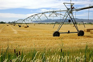 irrigation