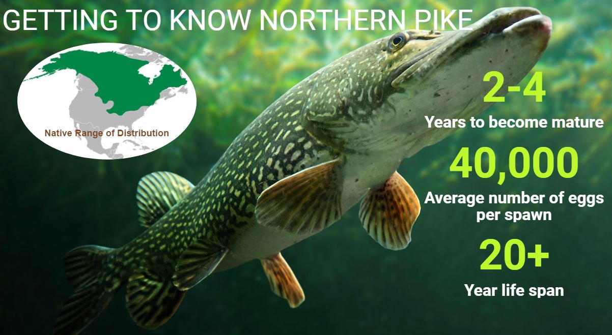 pike_0.jpg