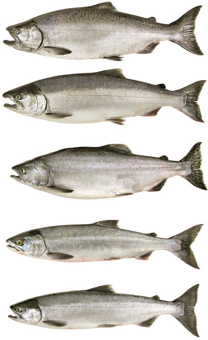 Salmon Species Identification Chart