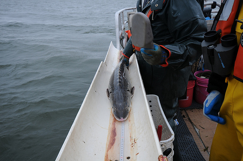 weighing sturgeon