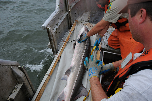 sturgeon side
