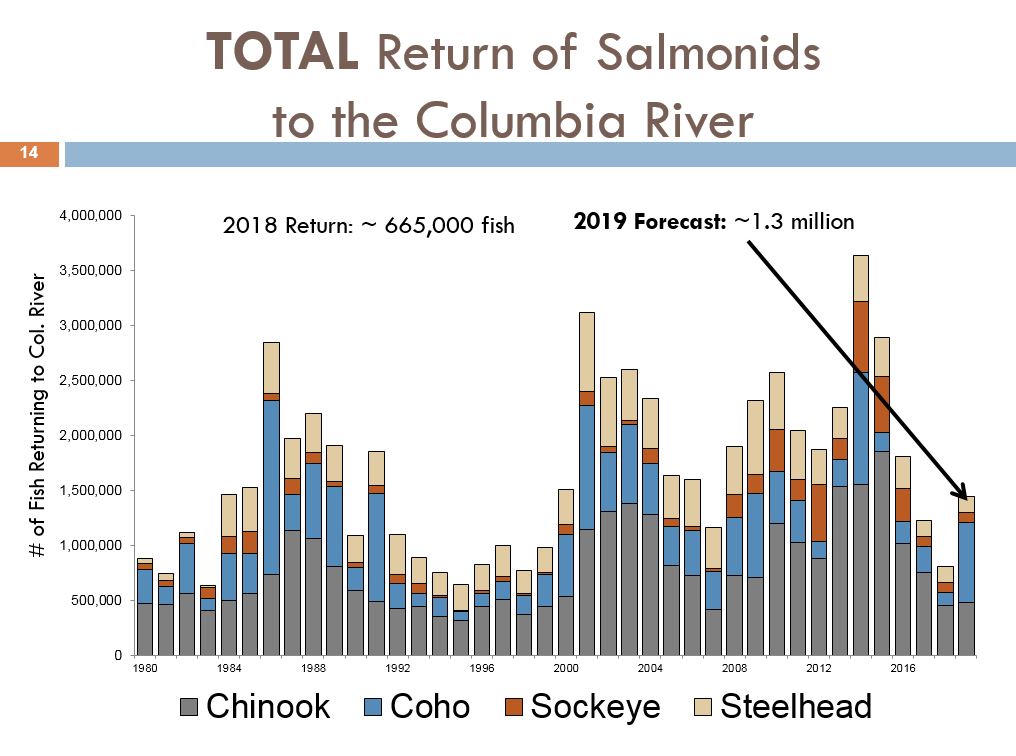 Salmon Run Chart