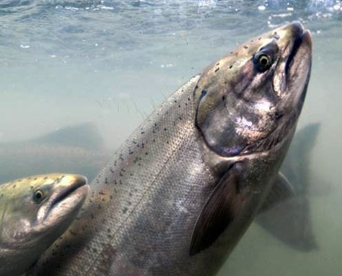 chum salmon fish count run washington chum salmon fish count run washington