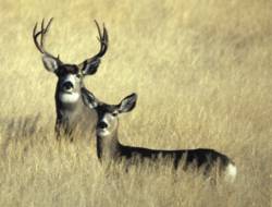 Dams created reservoirs that inundated thousands of acres of mule deer habitat. Through the program, habitat is purchased to mitigate the losses.