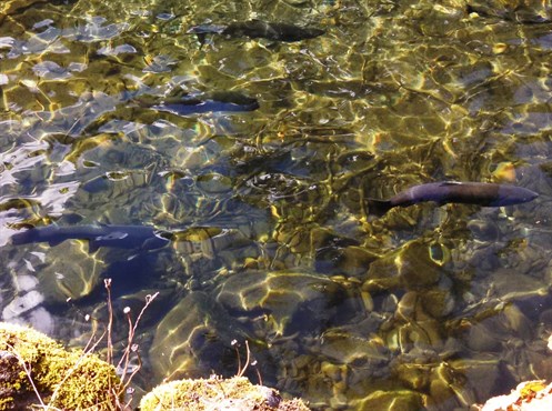 Eagle Creek Spawners 9-21-13