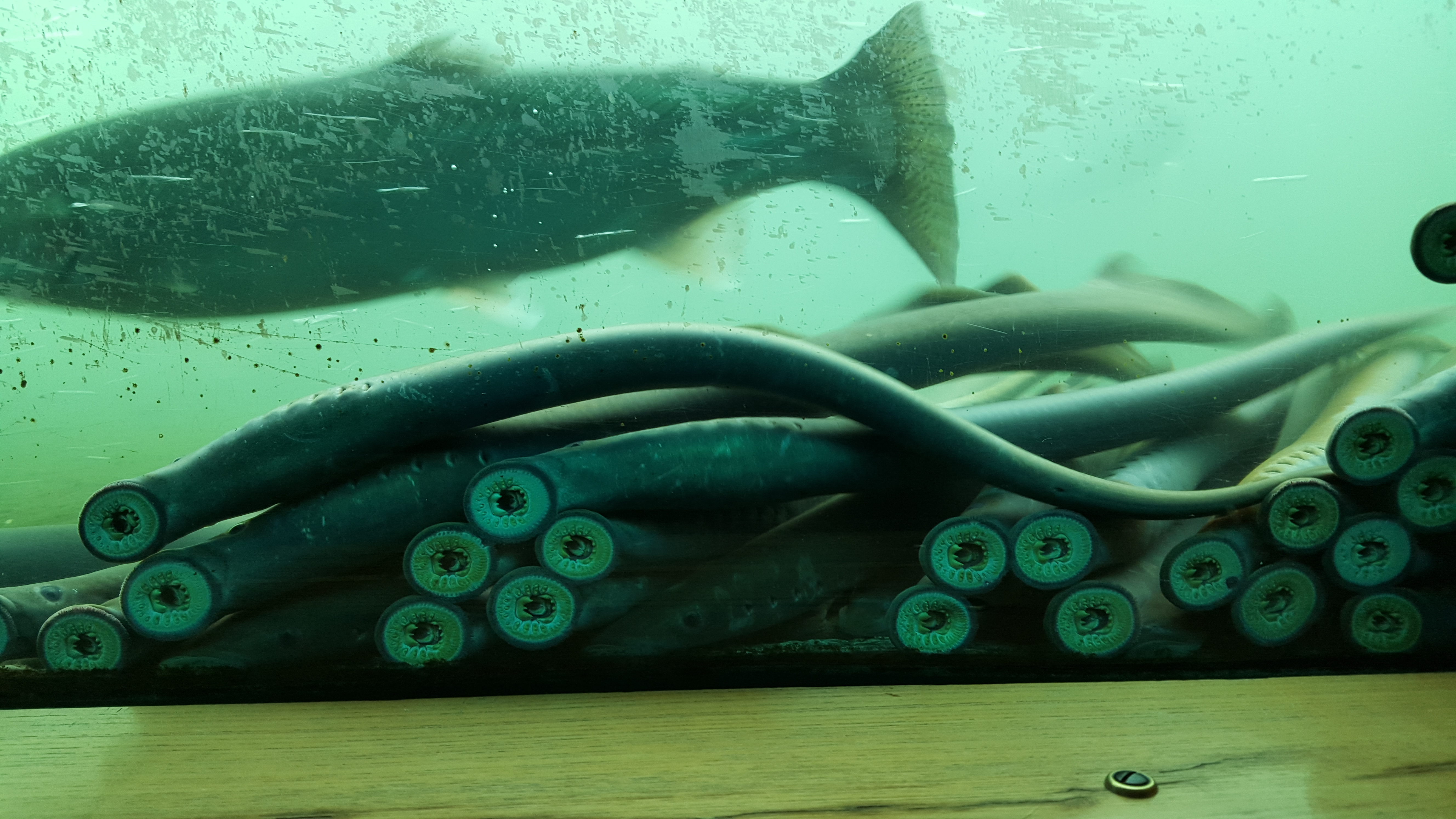 Lamprey Rescue Northwest Power And Conservation Council