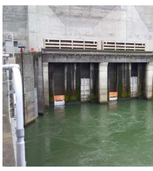 Wooden panels on the sea lion exclusion devices. Corps of Engineers photo.