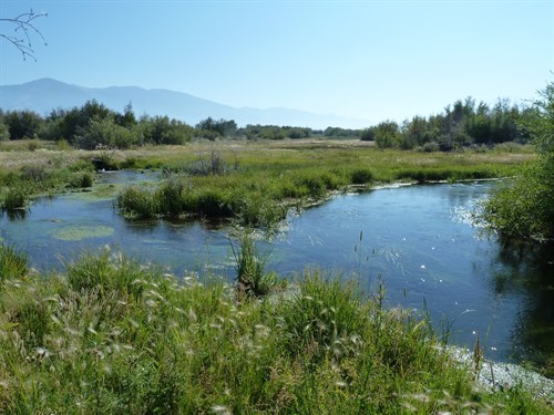Patterson Big Springs Creek Above The Diversion (1)