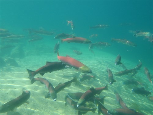 Sockeye Underwater At Redfish Lake (1)