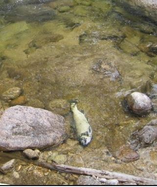 This Chinook salmon died in the South Fork Salmon River in Idahg before it could spawn.