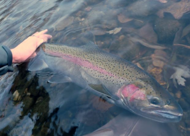 F G Biologists Are Back To Sampling And Tagging Fish At Lower Granite Dam Idaho Fish And Game
