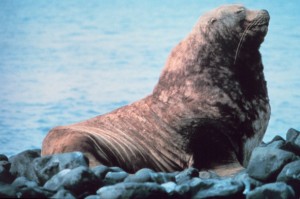 steller sea lion