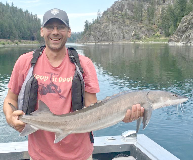 Kootenai Tribe hatcheries manager Chris Lewandowski holds an older hatchery-reared sturgeon caught in the Kootenai River. Photo: Kootenai Tribe
