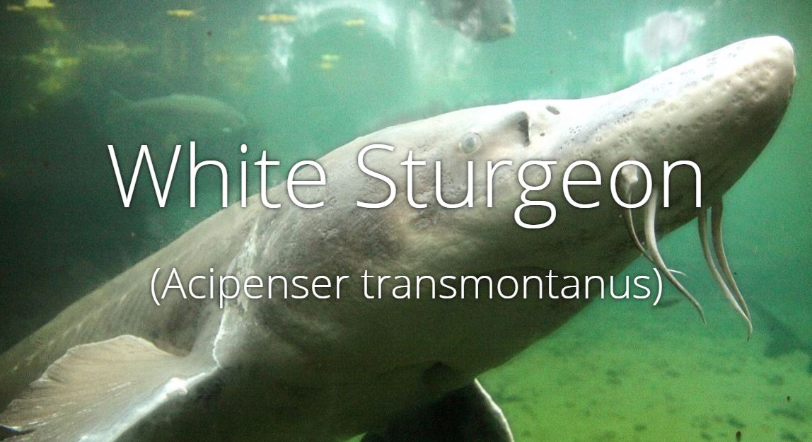 sturgeonhomepagethumbnail.jpg?itok=LxLsQjrS