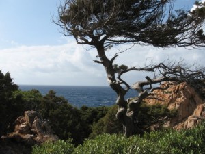 windblown-tree